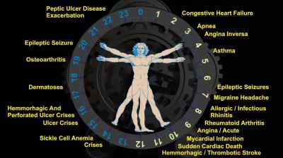 The Circadian Clock (2 of 2)