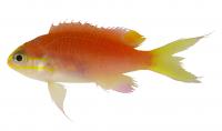 Adult Fish of the New Species
