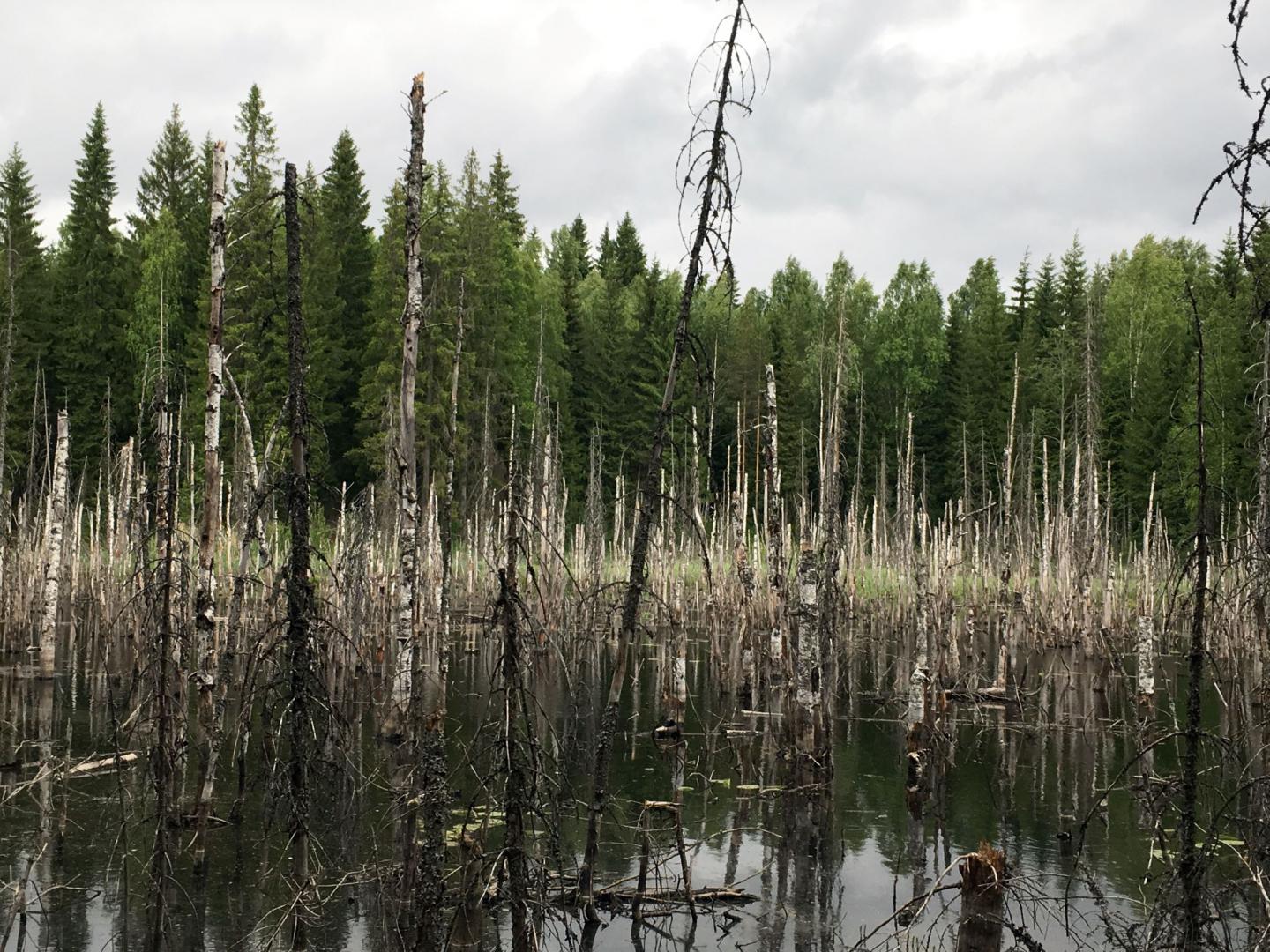 Beaver-Induced Flood Site