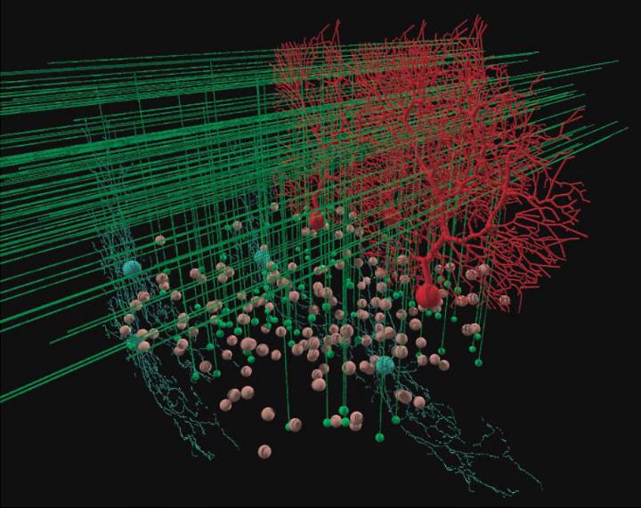 Visualization of a 3-D Cerebellar Cortex Model