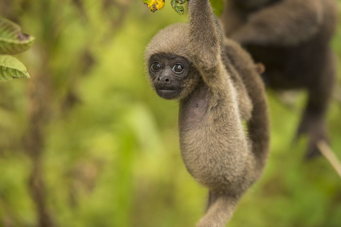 Wildlife in Amazonian forests