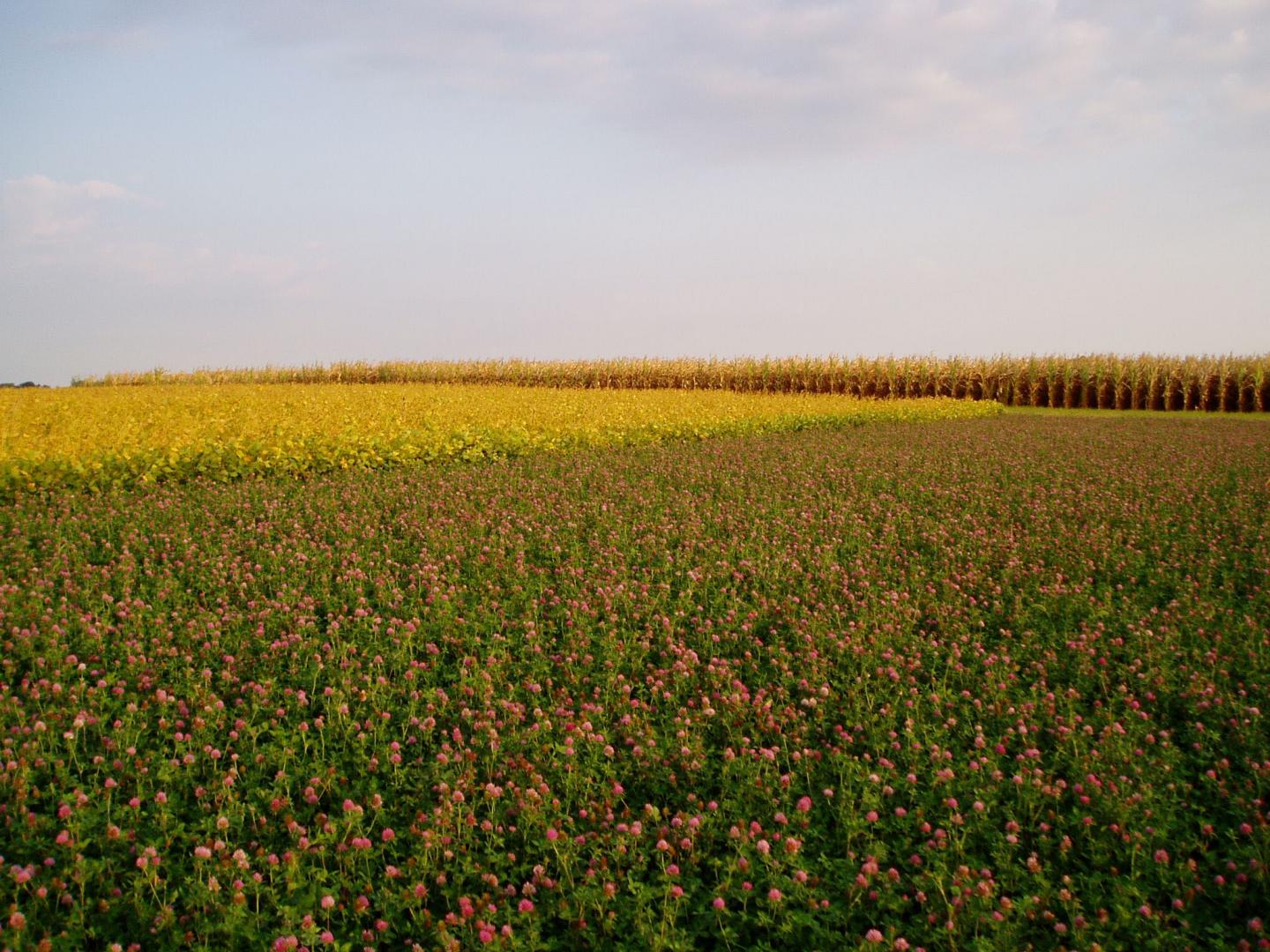 Red Clover Growing in An Agricultural Field