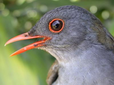 Orange-Billed Nightingale-Thrush