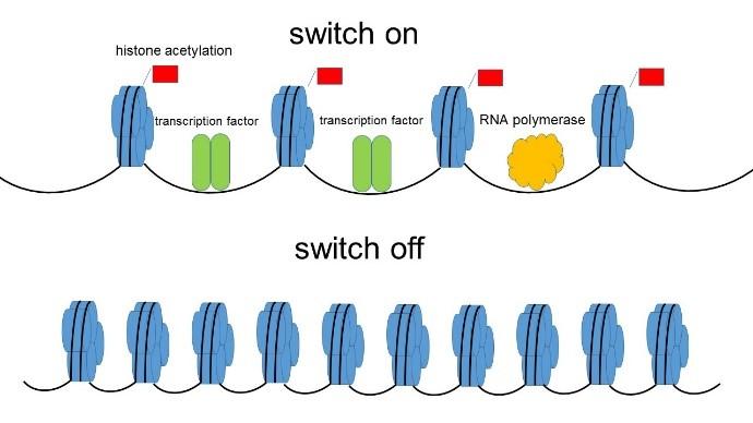 Fig. 1 Histone Acetylation