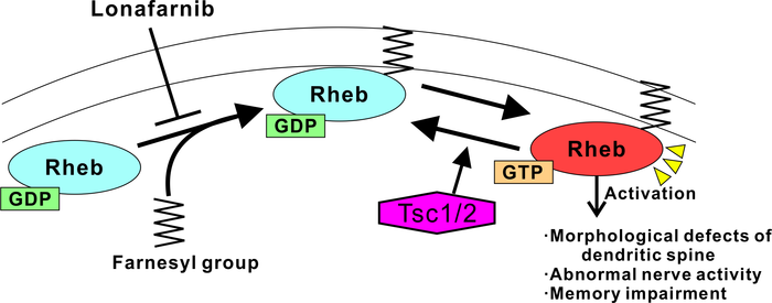 Figure 2: A schematic model of how Rheb activation induces memory impairments in the TSC mouse model.