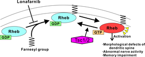 Figure 2: A schematic model of how Rheb activation induces memory impairments in the TSC mouse model.