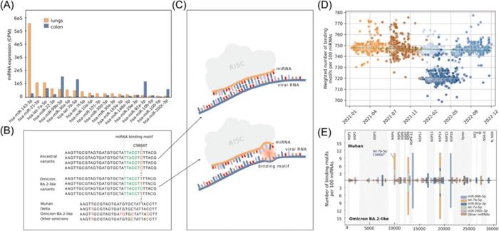 Many genomic mutations in SARS-CoV-2 are shaped by processes occurring in the intestines and lungs, where the virus acquires the ability to evade the inhibitory effects of microRNA molecules.