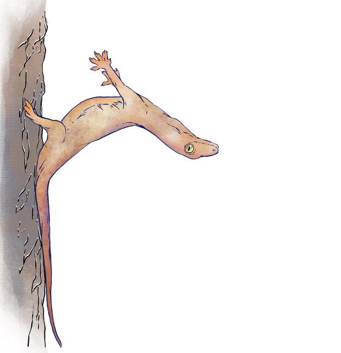 A gecko bending back its torso after crash-landing