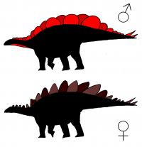 Two Hypothetical Silhouettes of the Male and Female <i>Stegosaurus</i>