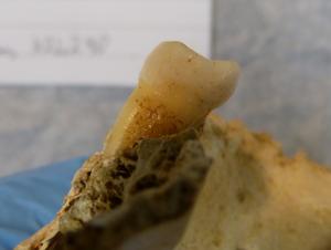 An EXAMPLE of a tooth prior to ancient DNA sampling.