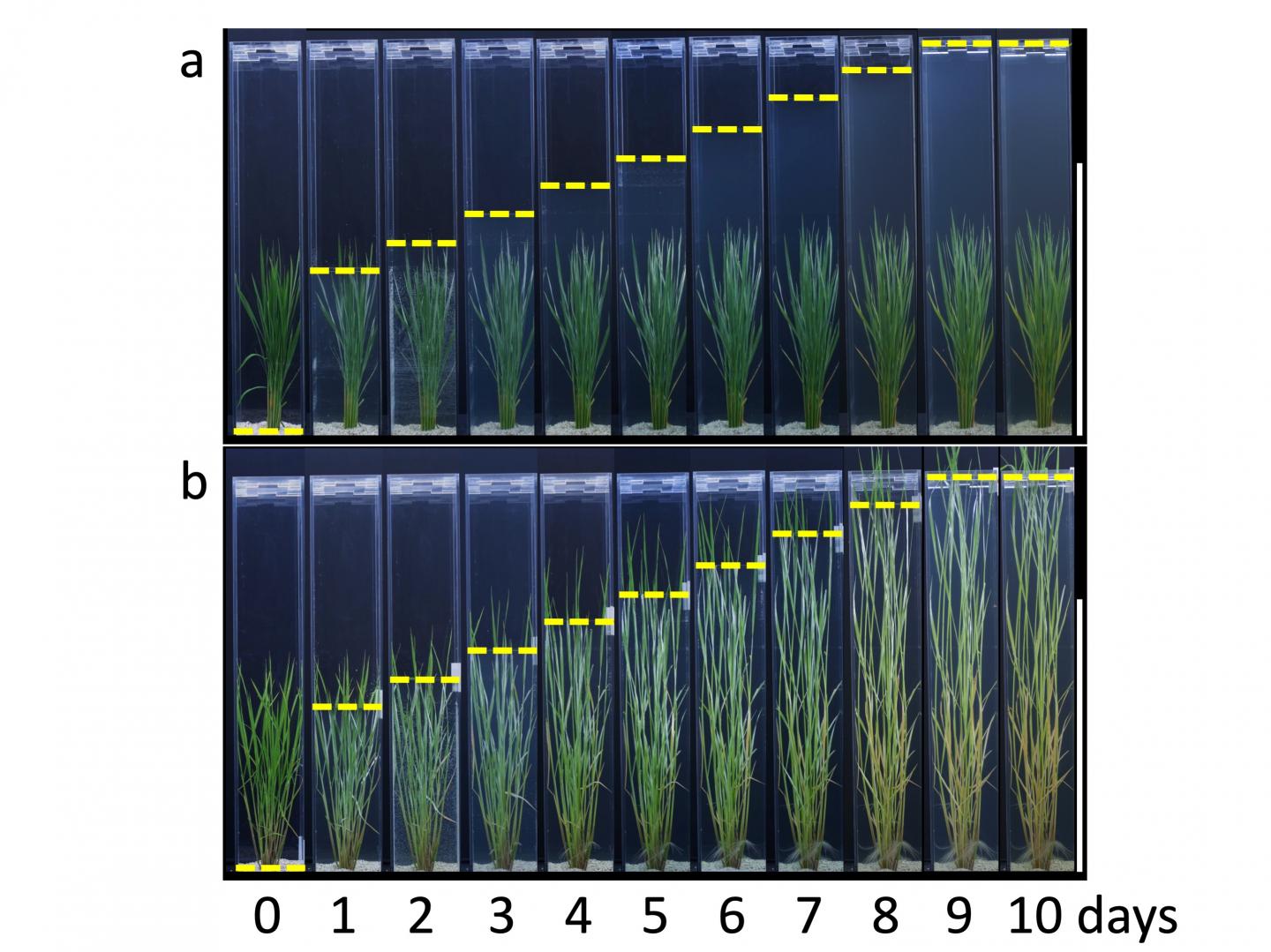 Short Paddy Rice Variety (Above) and Long Deepwater Variety (Below)