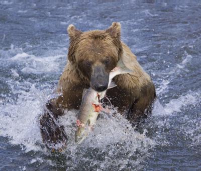 Bear Eating Fish