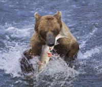 Grizzly research offers surprising insights i