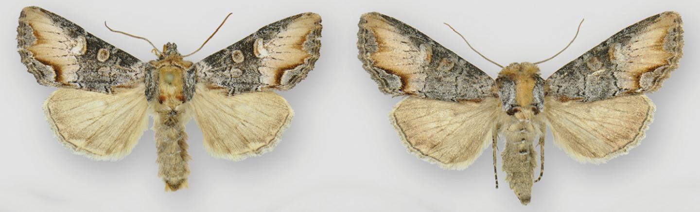 Male and Female of the New Species, <em>Admetovis icarus</em>