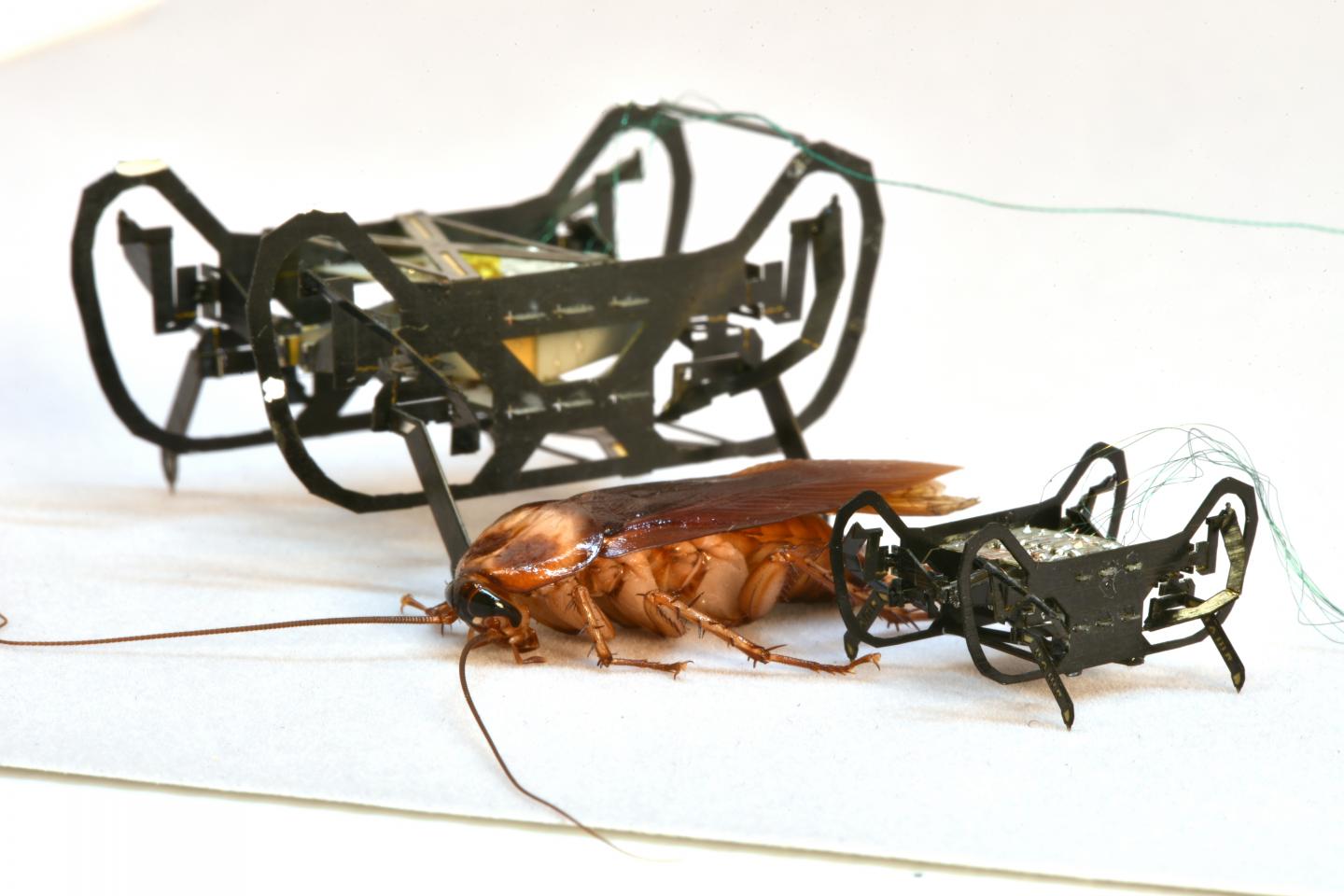 HAMR and HAMR JR with a Cockroach