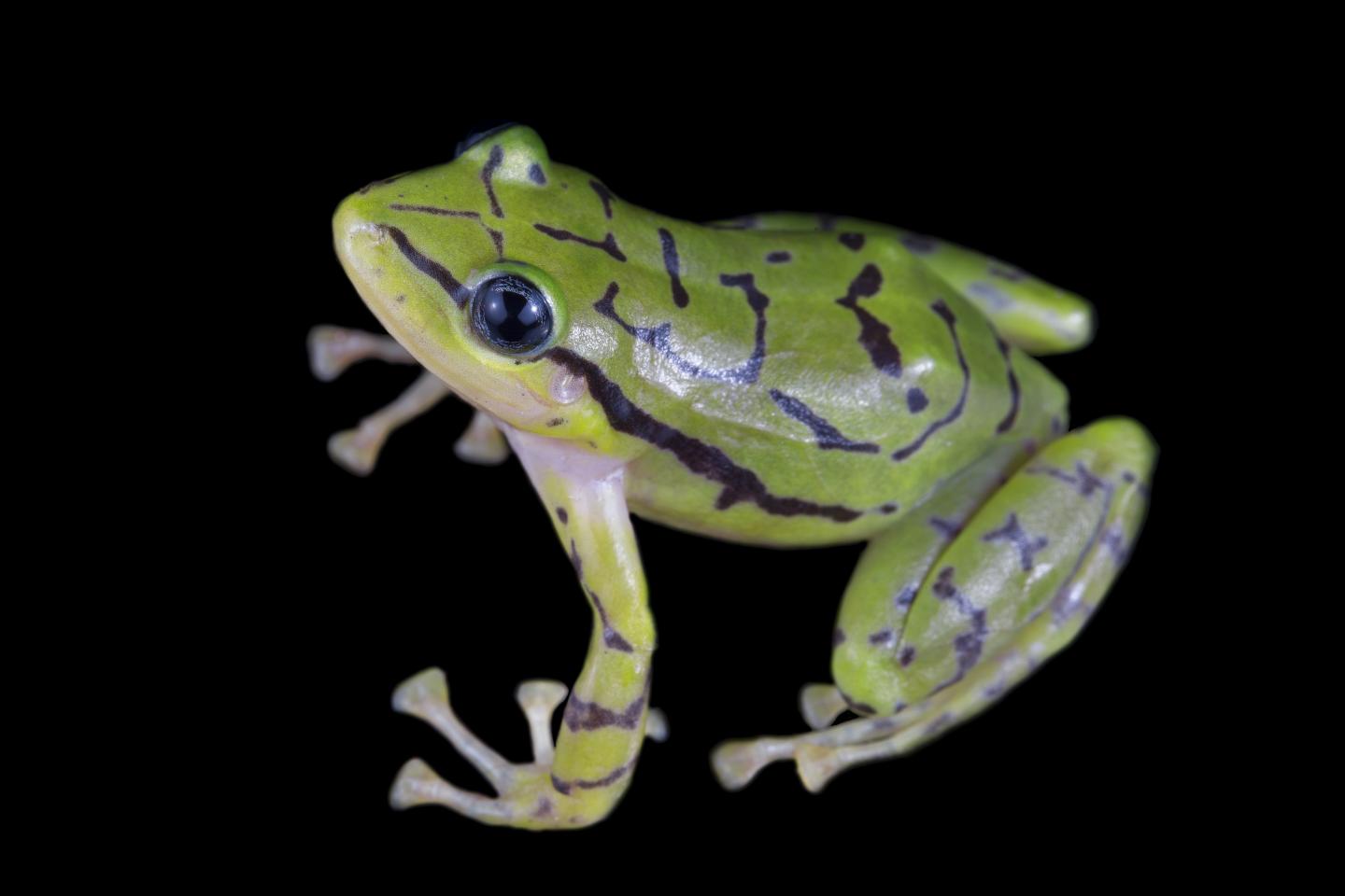 Ecuadorian Rainfrog