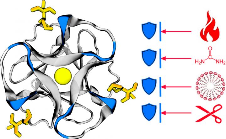 Threefoil Designer Protein that Withstands a Range of Stresses