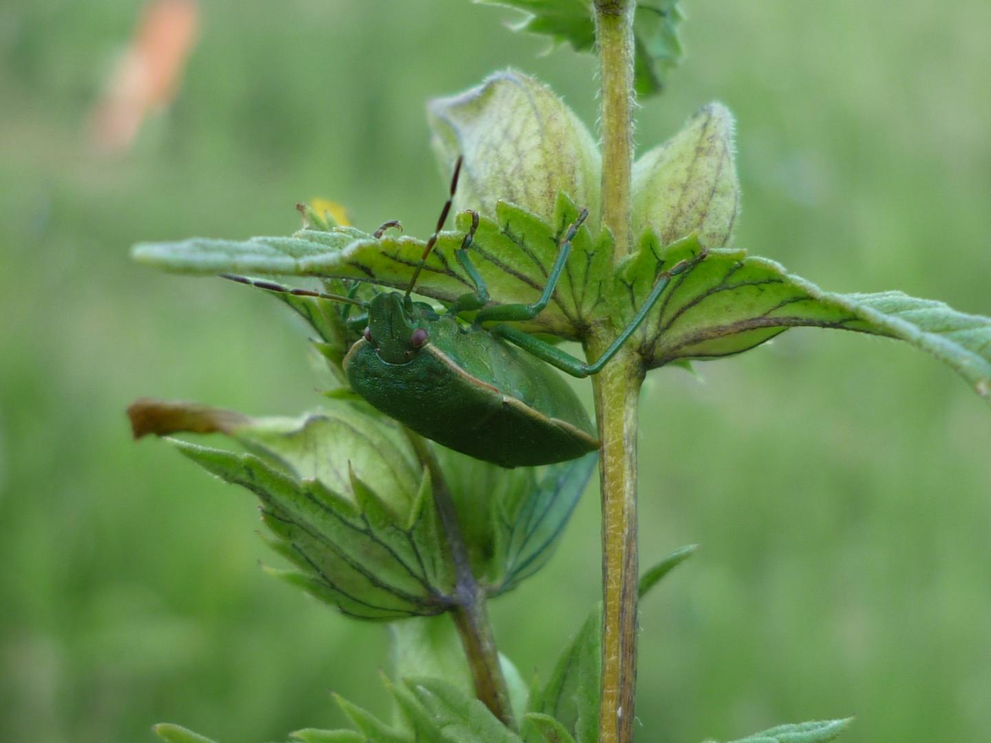 Rhinantus Bug on Leaf