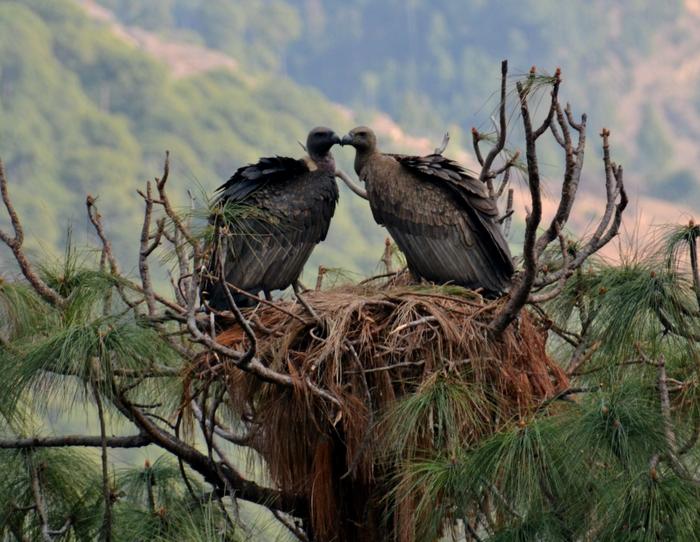 A pair of critically endangered white-rumped vultures