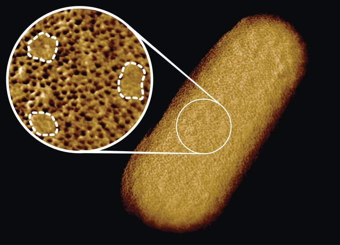 Microscopy image of a living E. coli bacterium
