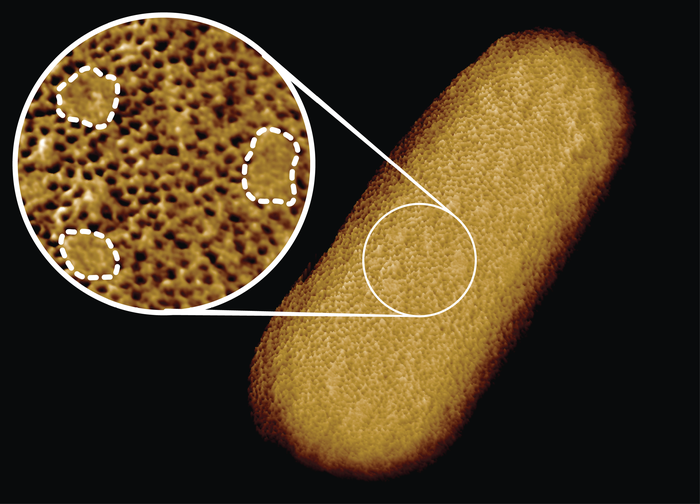 escherichia coli microscope