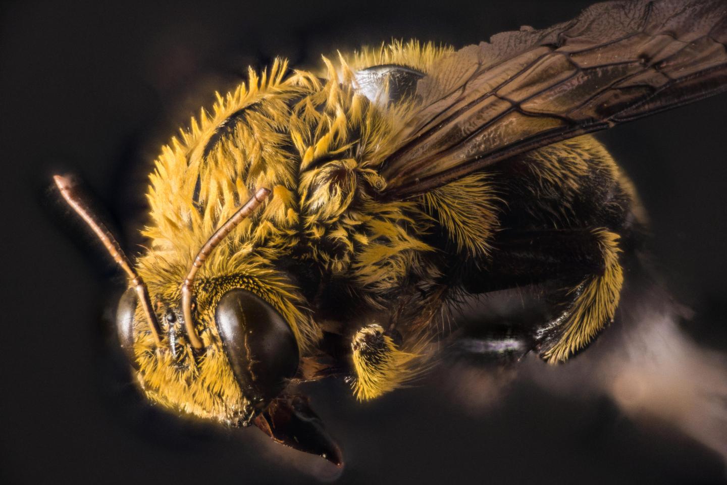 Bee