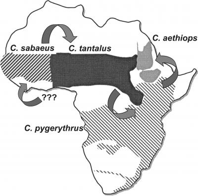Possible Route of Infection of African Green Monkeys by SIV