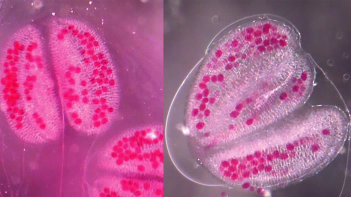 Pollen from the Arabidopsis plant