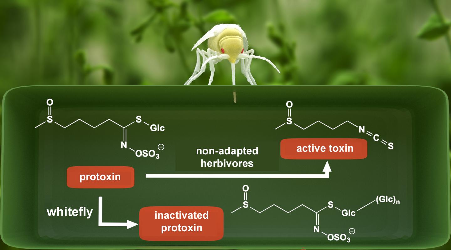 Scheme of the detoxification process in the whitefly