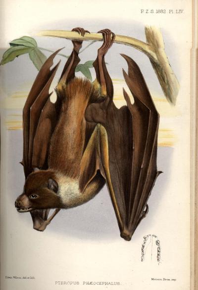 <i>Pteropus phaeocephalus</i>