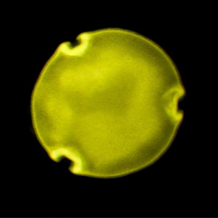 Pollen from <i>Protobombus messelensi</i>