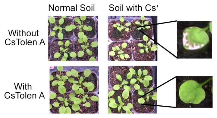 CsTolen A Reduces Cesium-Induced Growth Retardation