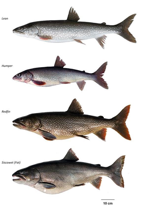 Lake trout