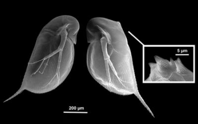 The Neckteeth of a Daphnia