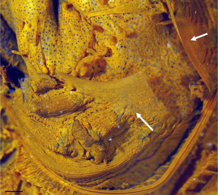 <i>Polycarpa Mytiligera</i>