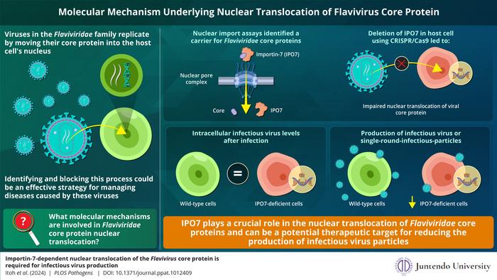 Importin-7 (IPO7), an importin-β family protein, is crucial for nuclear transport of flavivirus core protein