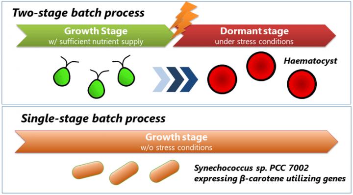 Methods of Biologically Synthesizing Astaxanthin