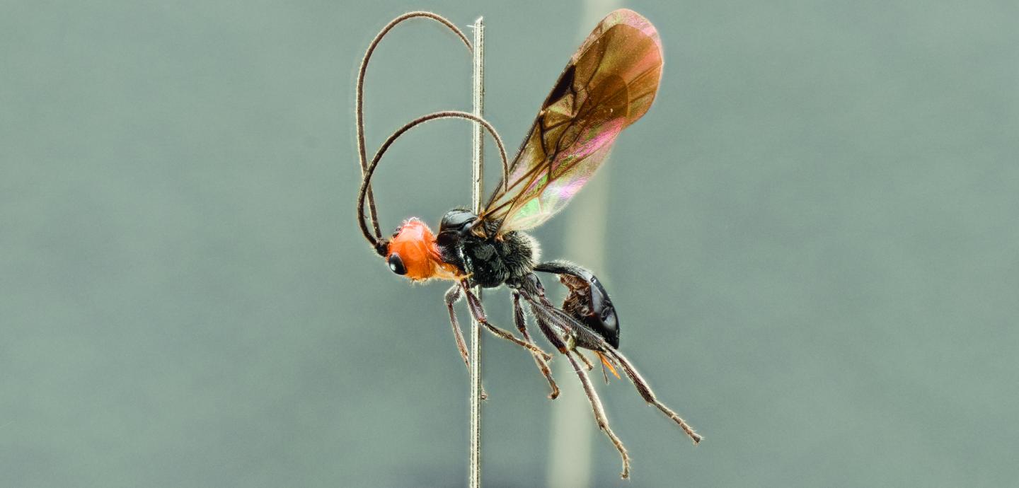 The New Wasp Species <i>Eadya daenerys</i>