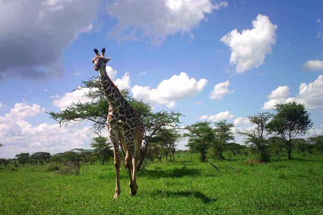 Giraffe Running
