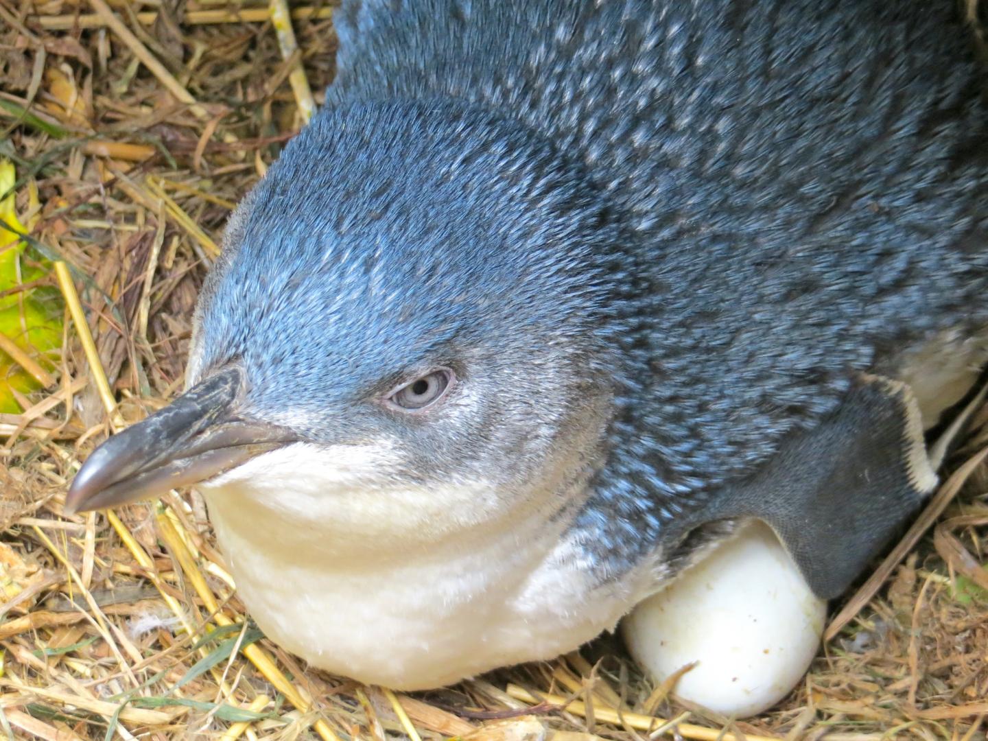 Australian And New Zealand Little Penguins Found To Be Distinct Species