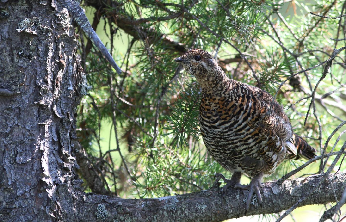 Canada Grouse Sometimes Known as the 