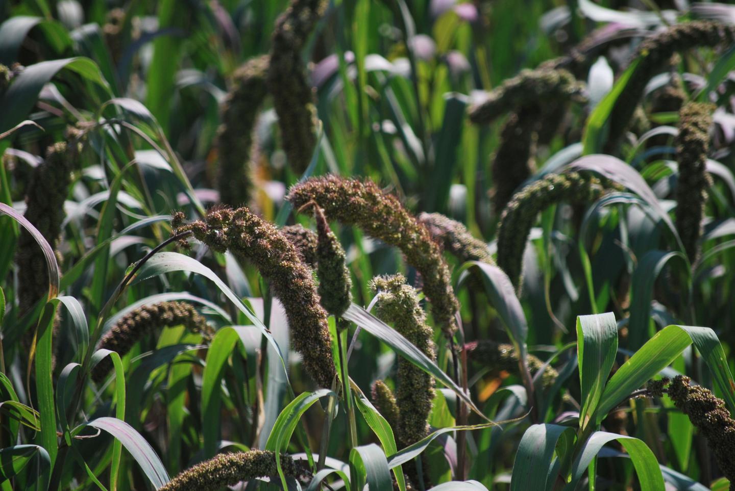 Foxtail Millet, An Early and Important Domesticate in South-East Asia