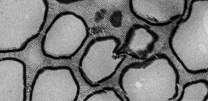 Honeycomb Structure (1 of 3)
