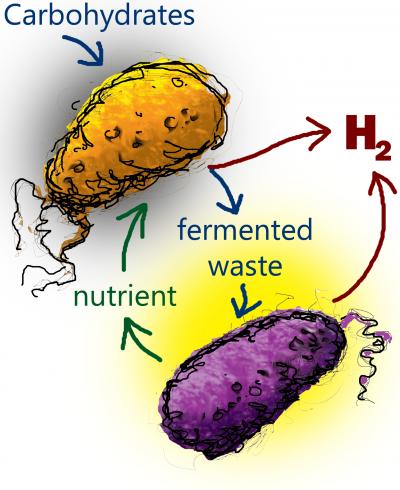 Microbial Co-Cultures