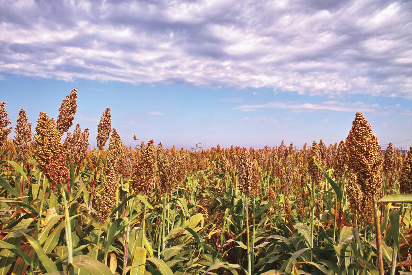 Sorghum