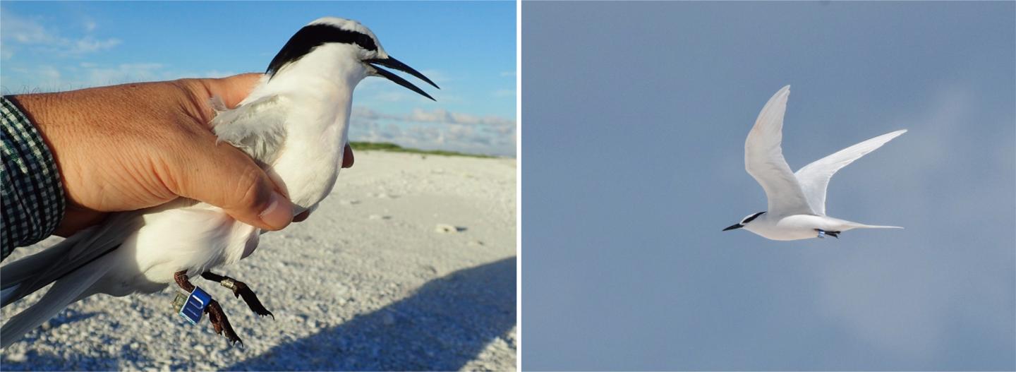 Black-Naped Tern with a Leg-Attached Logger