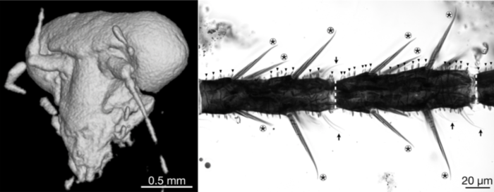 The eyes and antennal sensilla of Huablattula hui