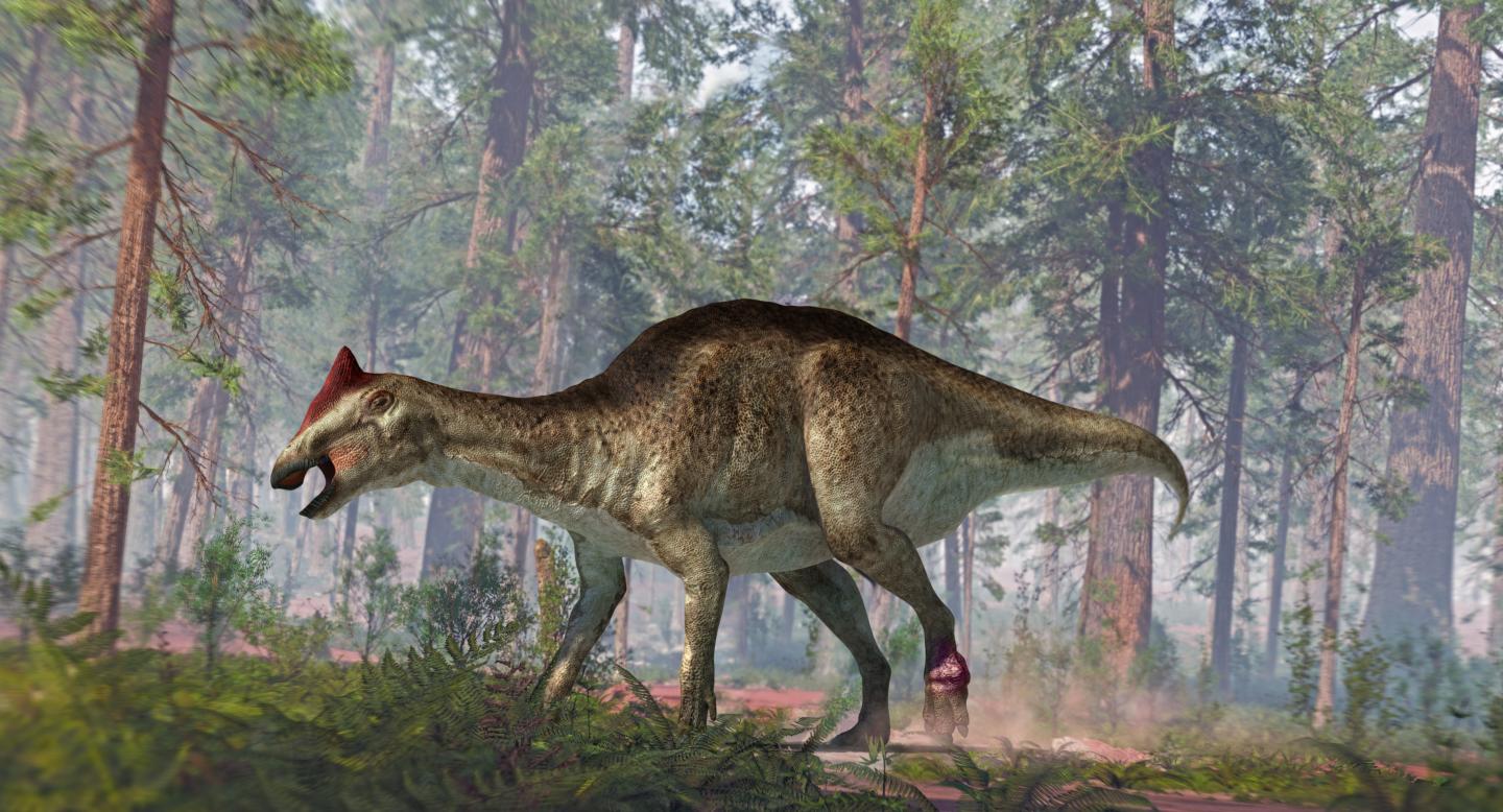 A foot tumour and two tail fractures complicated the life of this hadrosaur