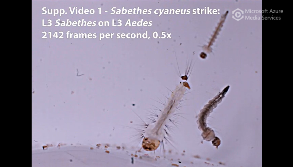 Sabethes cyaneus larva strike