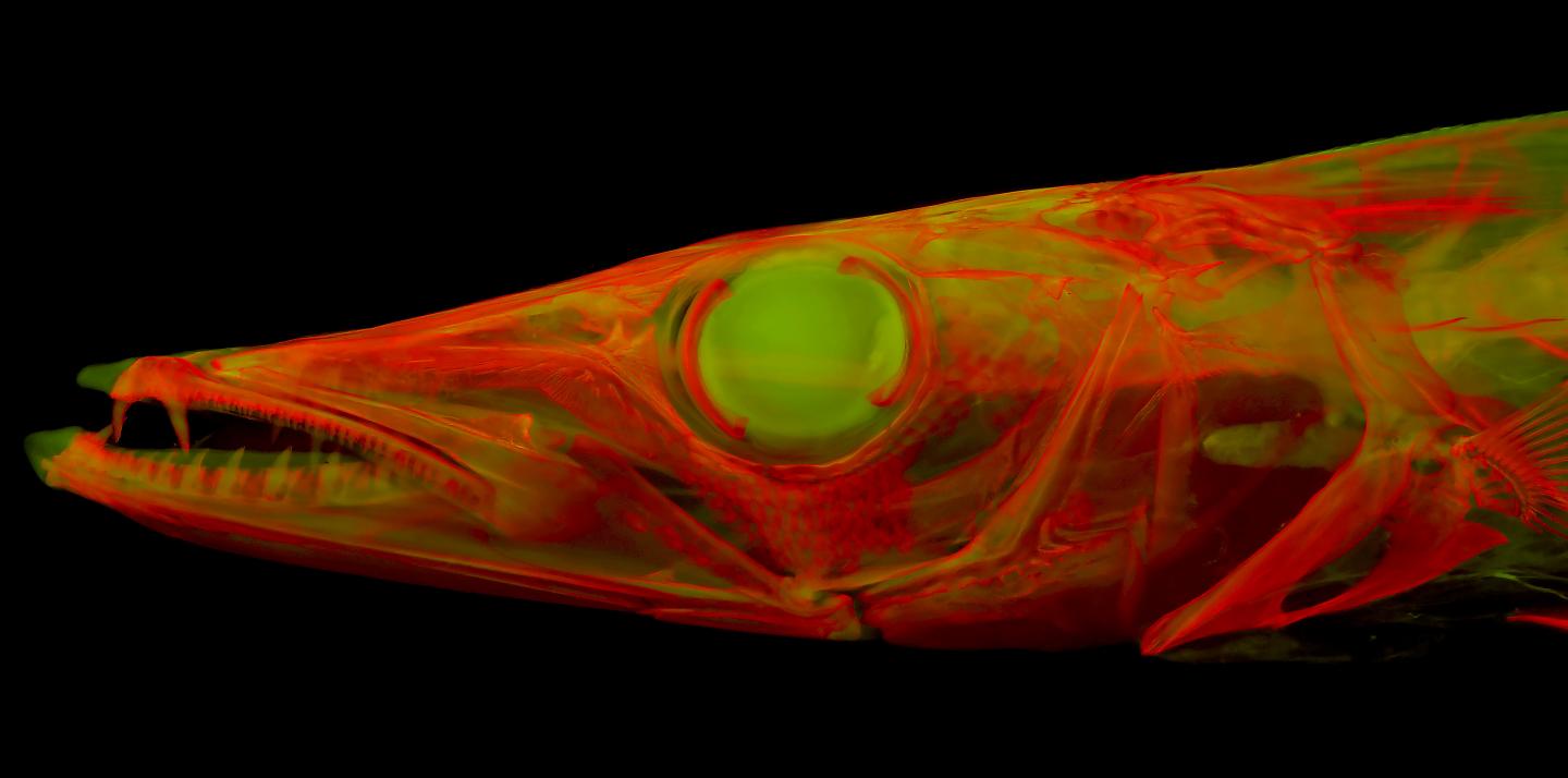 Fluorescent Barracuda